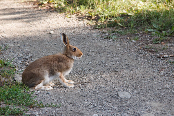 Hare sitting on a rural road