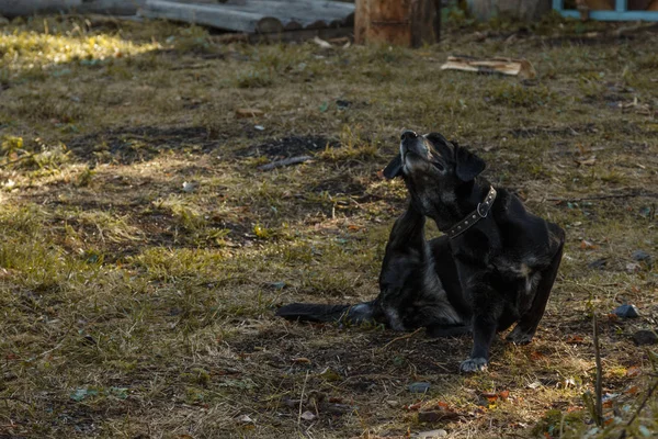 Viejo labrador negro sobre hierba amarilla rascándose la oreja — Foto de Stock