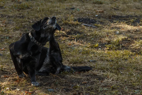 Sarı çimenlerin üzerinde kulağını kaşıyan eski siyah labrador — Stok fotoğraf