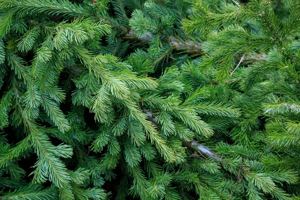 Fundo de ramos de abeto fresco. Ramos de árvore de Natal . — Fotografia de Stock