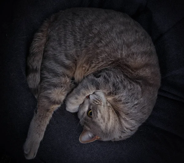 O gato cinza deitado enrolou-se com uma bola olha com um olho — Fotografia de Stock