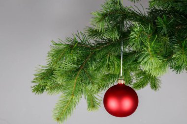 Bir köknar dal üzerinde kırmızı noel topu. Gri arka plan.