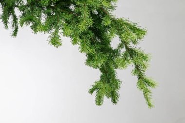 gri bir arka plan üzerinde köknar dal