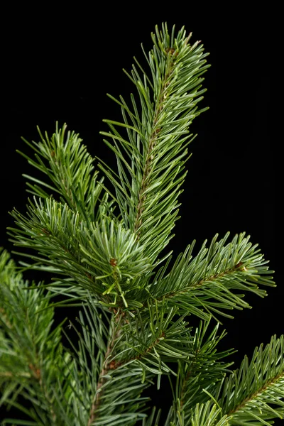 FIR branche på en svart bakgrund — Stockfoto