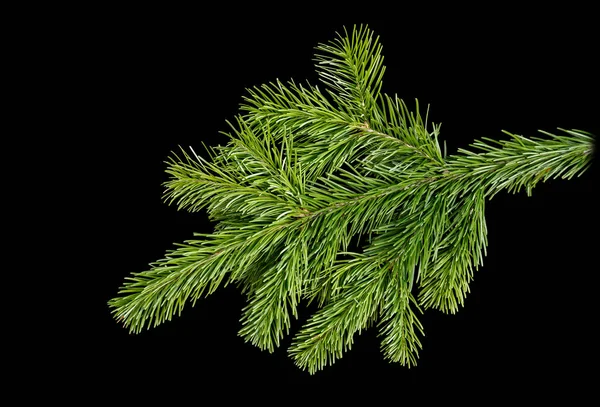 Fir branche on a black background — Stock Photo, Image