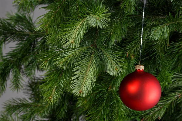 Rote Weihnachtskugel auf einer Tanne. grauer Hintergrund. — Stockfoto