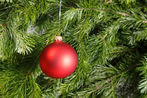 Bola roja de Navidad en una rama de abeto — Foto de Stock