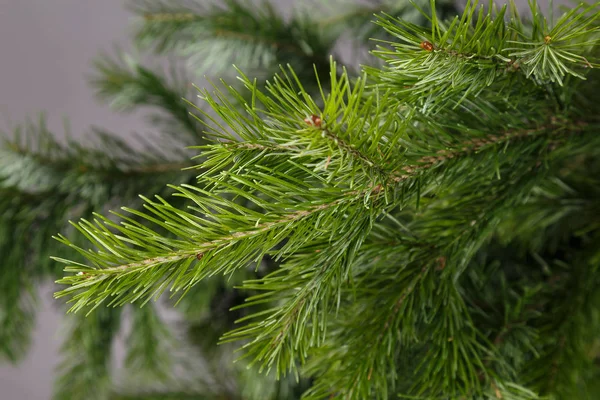 FIR branche på en grå bakgrund — Stockfoto