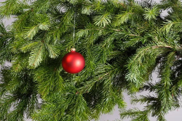 Czerwona piłka Boże Narodzenie na Branche jodły. Szare tło. — Zdjęcie stockowe