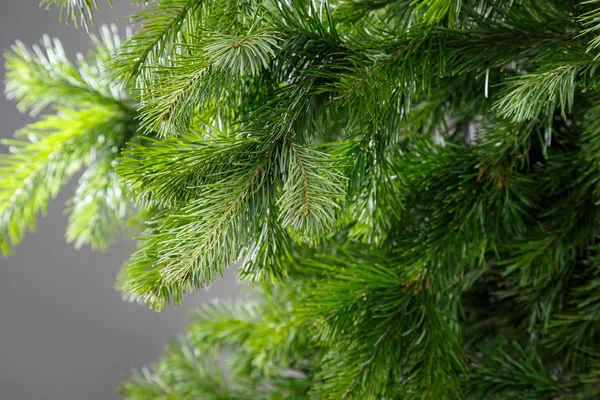 Tannenzweig auf grauem Hintergrund — Stockfoto