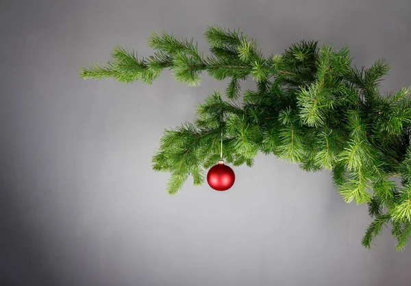 Palla di Natale rossa su un ramo di abete. Fondo grigio . — Foto Stock