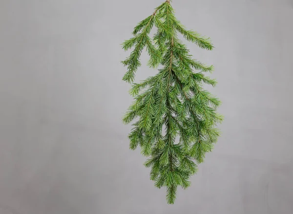 Fir branche on a gray background — Stock Photo, Image