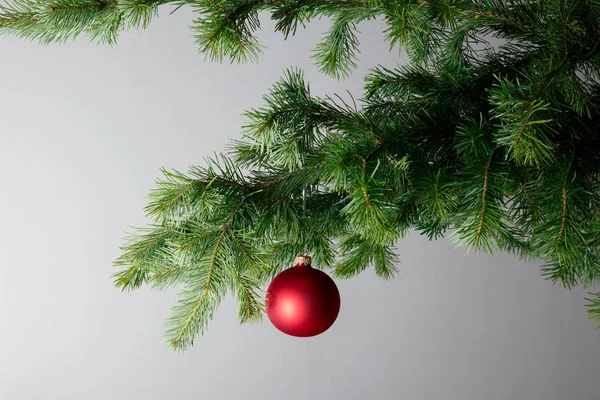 Rote Weihnachtskugel auf einer Tanne. grauer Hintergrund. — Stockfoto