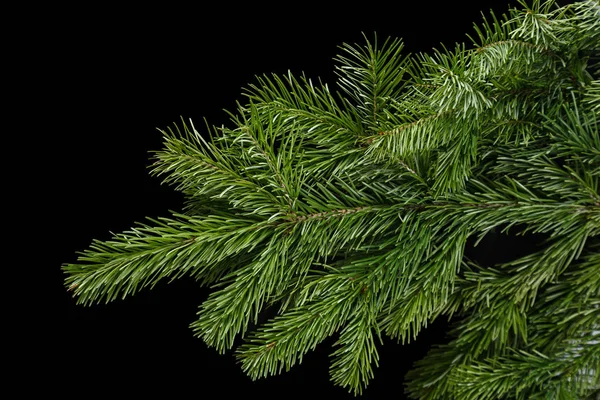 Fir branche on a black background — Stock Photo, Image