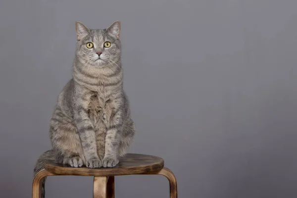 Carino Gatto Dritto Scozzese Grigio Posa Sfondo Grigio Guarda Telecamera — Foto Stock