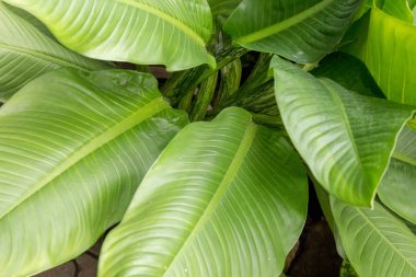 Tropikal bitkilerin yeşil yaprakları