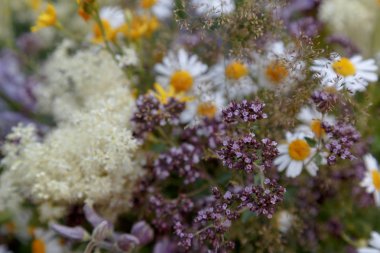 Yumuşak gölgeler ile Yaz kır çiçekleri arka plan