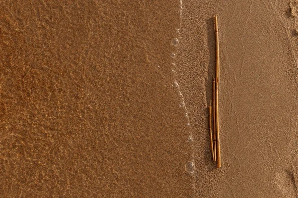 Lo stelo di canne secche sdraiato su una spiaggia sabbiosa sul bordo stesso dell'acqua e lavato dalle onde al tramonto con morbide ombre lunghe con spazio copia — Foto Stock