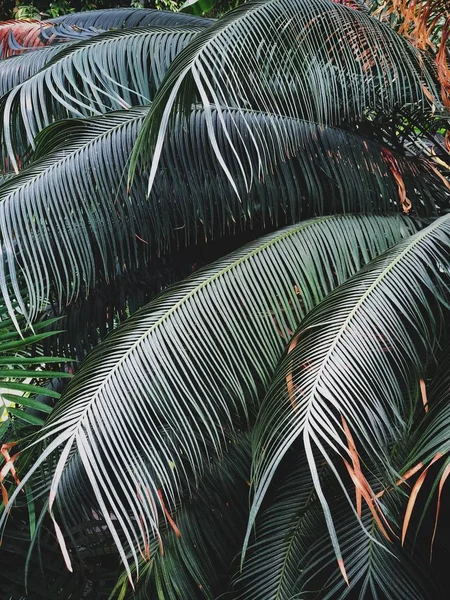 温室棕榈的悬挂热带叶子 — 图库照片