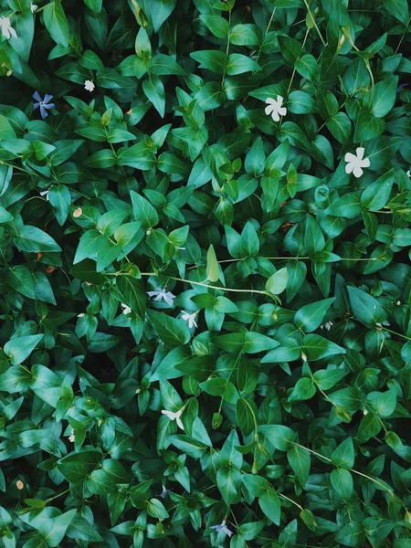 大自然以白色和践踏花朵的方式激发了绿色图案 叶纹理背景 — 图库照片
