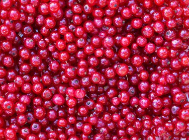 kırmızı arka plan taze organik frenk üzümü çilek