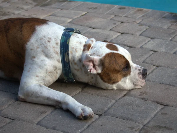 Havuz kenarında uzanmanız, kahverengi, beyaz ve siyah köpek