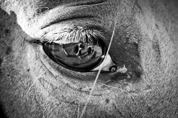 at'ın gözde yansıma