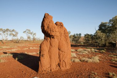 Termite Mound - Kimberley - Australia clipart