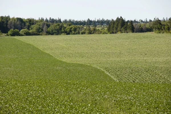 Plantación Patatas Isla Del Príncipe Eduardo Canadá —  Fotos de Stock