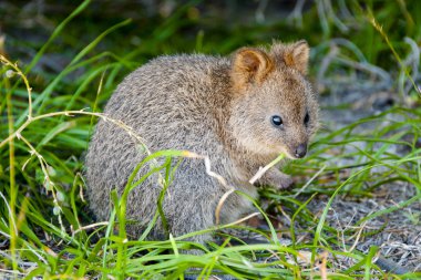Quokka - Rottnest Adası - Avustralya