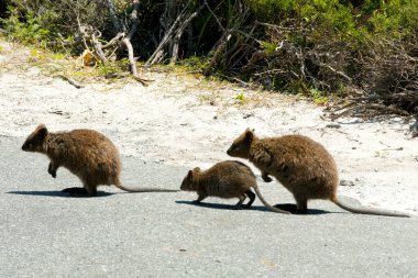 Quokkas - Rottnest Adası - Avustralya