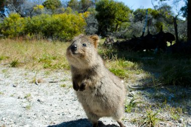 Quokka - Rottnest Adası - Avustralya