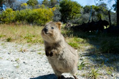 Quokka - Rottnest Island - Australia clipart