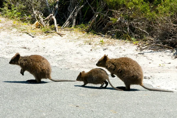 Quokkas Rottnest Island Australia — Stock Photo, Image