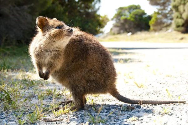 Kurtafarkú Kenguru Rottnest Island Ausztrália — Stock Fotó