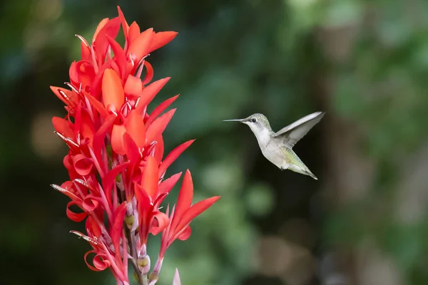 Colibrí Gargado Rubí Femenino —  Fotos de Stock