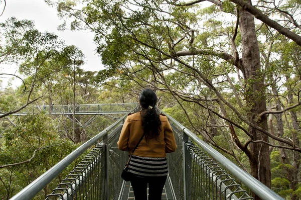 Tree Top Wandeling Vallei Van Reuzen Walpole Australië — Stockfoto