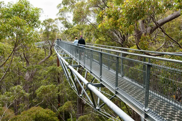 Tree Top Walk in Valley of the Giants - Walpole - Australia