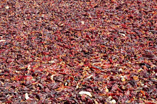 Red Peppers Drying Salta Argentina — Stock Photo, Image