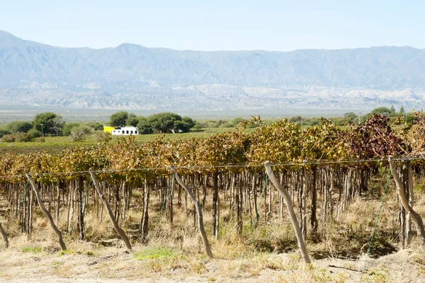 Dűlő Cafayate Argentína — Stock Fotó