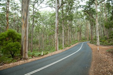 Boranup orman - Margaret River - Avustralya