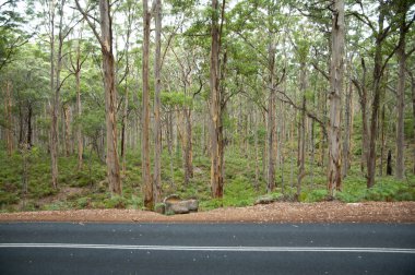 Boranup orman - Margaret River - Avustralya