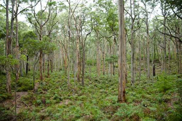 Δάσος Boranup Margaret River Αυστραλία — Φωτογραφία Αρχείου