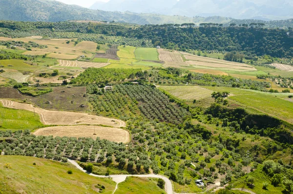 Olivais Málaga Espanha — Fotografia de Stock