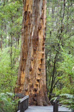 Gloucester Tree - Pemberton - Australia clipart