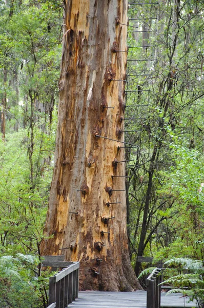 Gloucester Tree Pemberton Australia — Stock Photo, Image