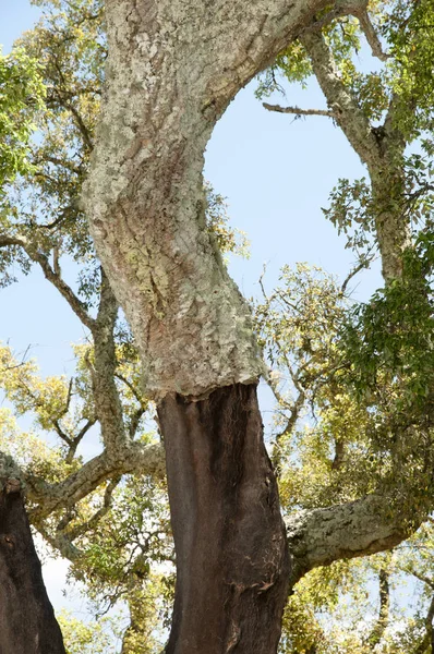 Corteccia Quercia Sughero — Foto Stock