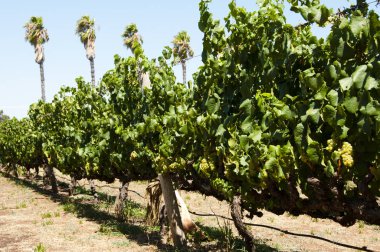 Chardonnay üzüm Swan Valley