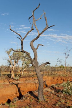 Yanık ağaç - Outback Avustralya
