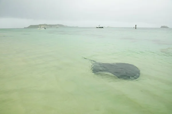 Stingray Hamelin Bay Δυτική Αυστραλία — Φωτογραφία Αρχείου